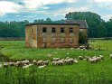 Schafherde Haus Baerlo Nettetal